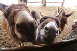Donkeys